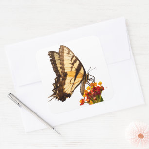 Swallowtail butterfly on milkweed flower square sticker