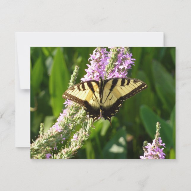 Swallowtail Butterfly on Purple Wildflowers (Front)