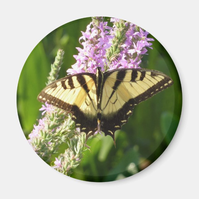 Swallowtail Butterfly on Purple Wildflowers Magnet (Front)
