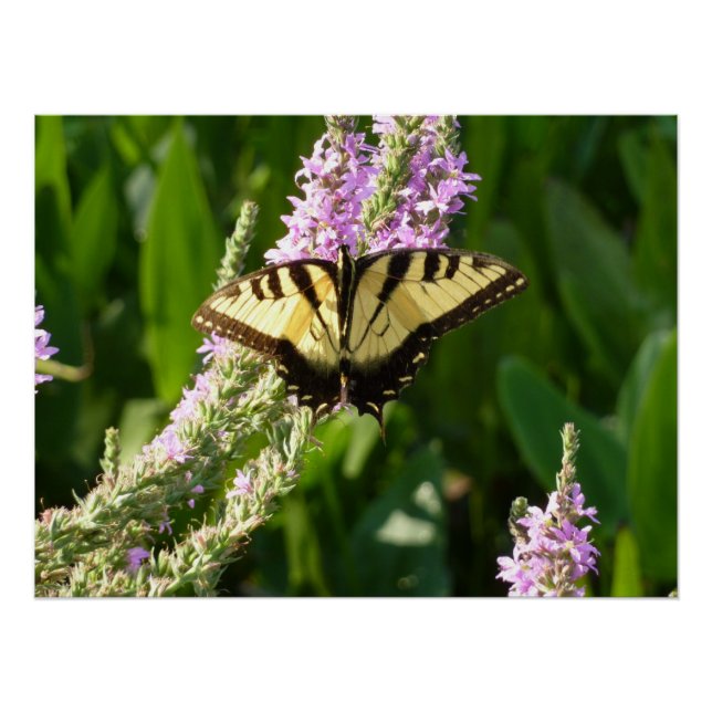 Swallowtail Butterfly on Purple Wildflowers Poster (Front)