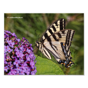 Swallowtail Butterfly on the Butterfly Bush Photo Print