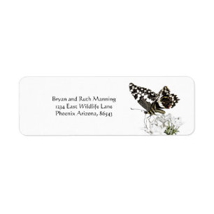 Swallowtail Butterfly Perched in white