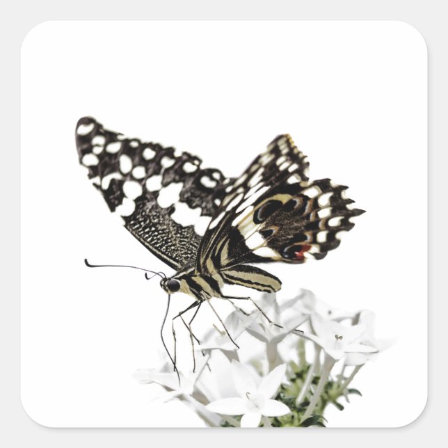 Swallowtail Butterfly Perched in white Square Sticker (Front)