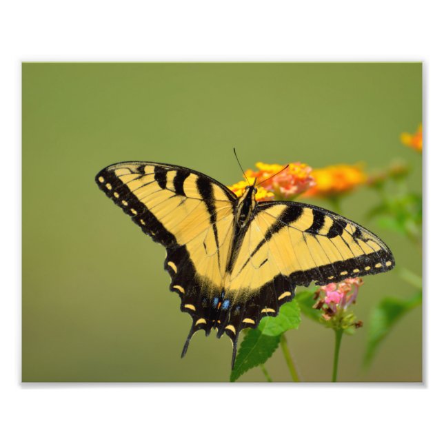 Swallowtail Butterfly Photo Print (Front)