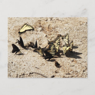 Swallowtail Butterfly Postcard