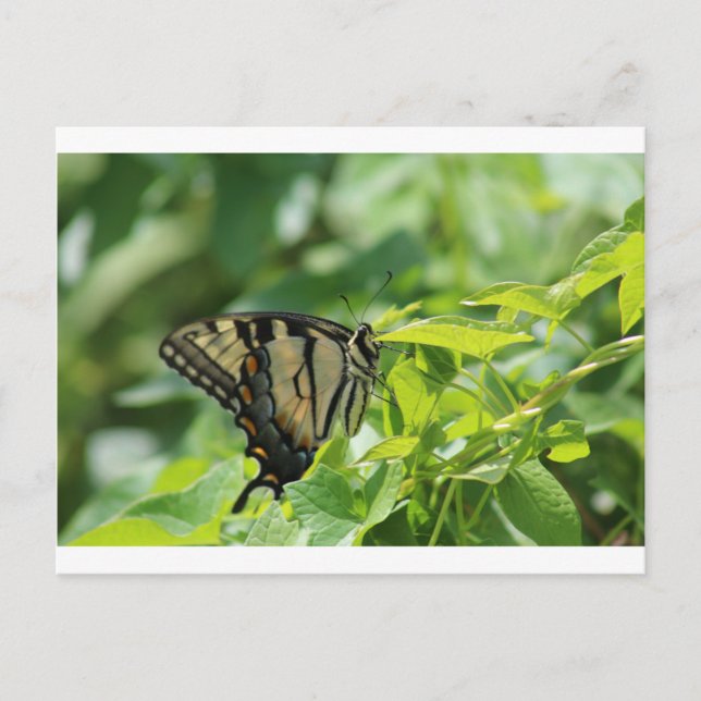 Swallowtail Butterfly Postcard (Front)