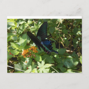 Swallowtail butterfly postcard