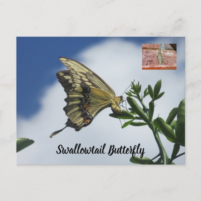 Swallowtail butterfly postcard (Front)