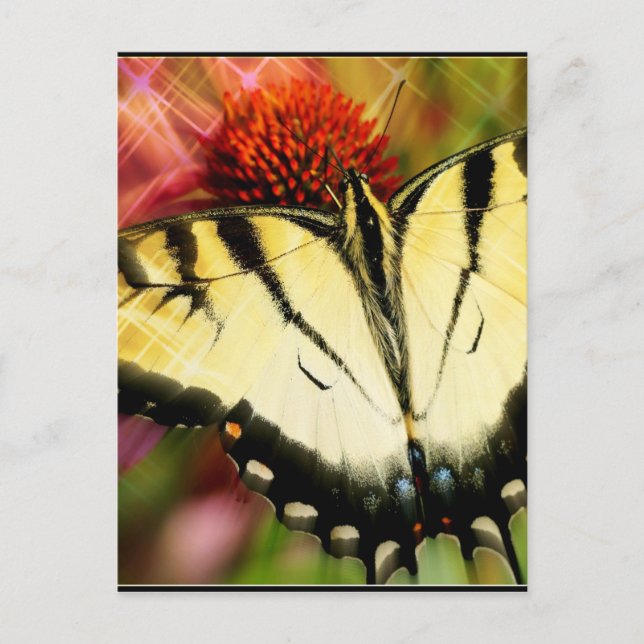 Swallowtail Butterfly Postcard (Front)