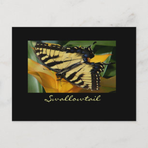 Swallowtail butterfly postcard