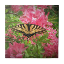 Swallowtail Butterfly Sits on Pink Azaleas