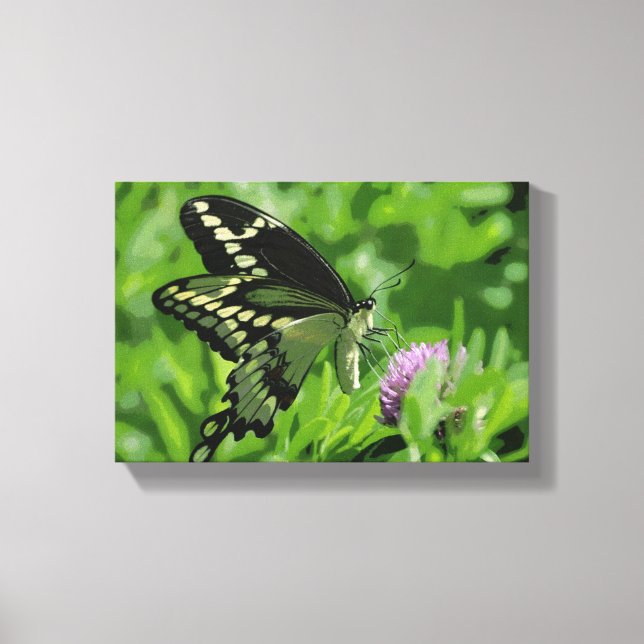 Swallowtail Butterfly Stretched Canvas Print (Front)