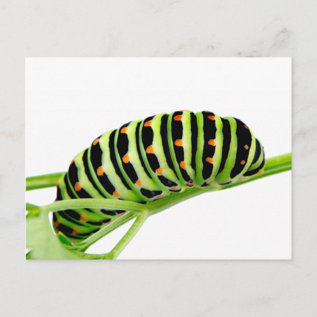 Swallowtail caterpillar postcard (Front)