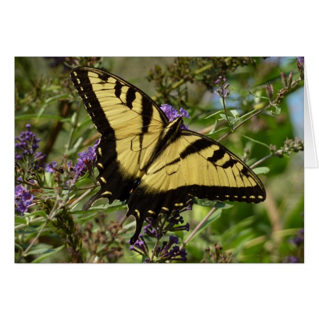 Swallowtail on Butterfly Bush (Front Horizontal)