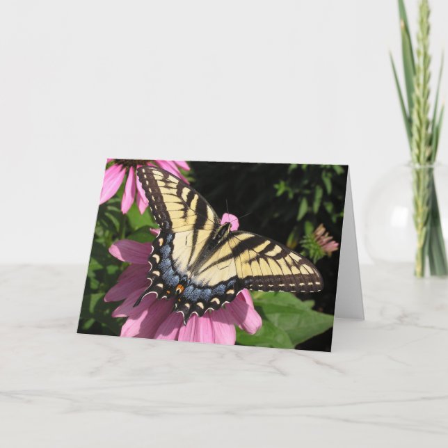 Swallowtail on Echinacea Card (Front)