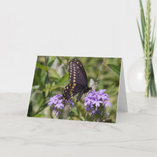 Swallowtail on Prairie Verbena Card