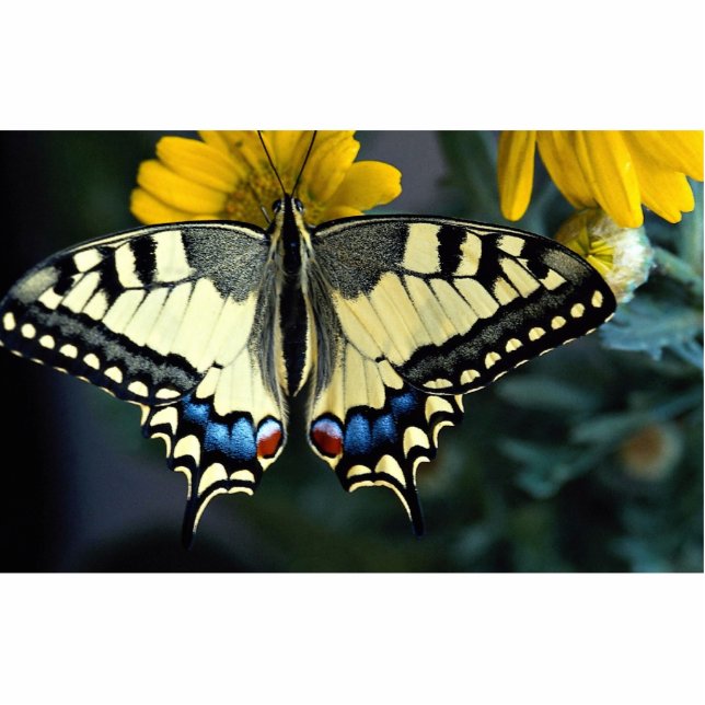 Swallowtail, Papilio machaon Standing Photo Sculpture (Front)