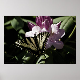 Swallowtail & Rhododendron Print