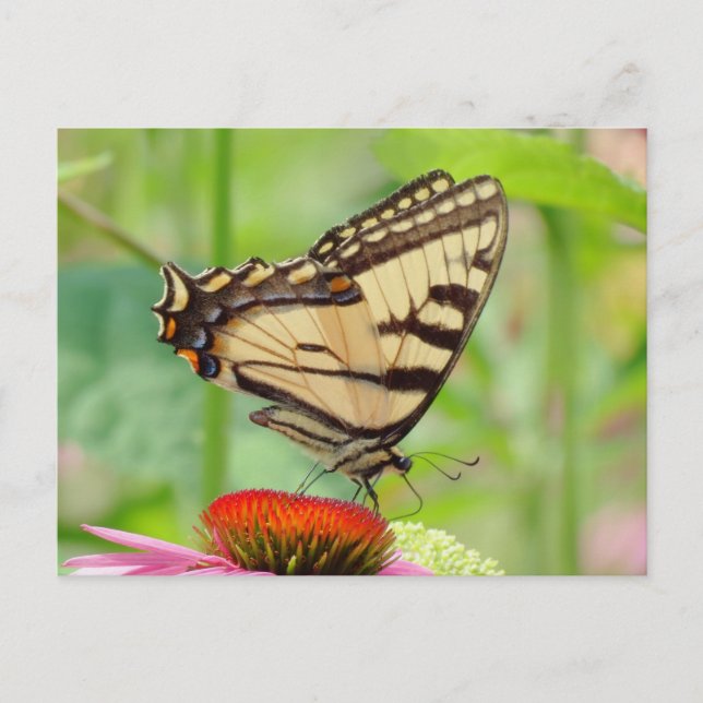 Swallowtail World Postcard (Front)
