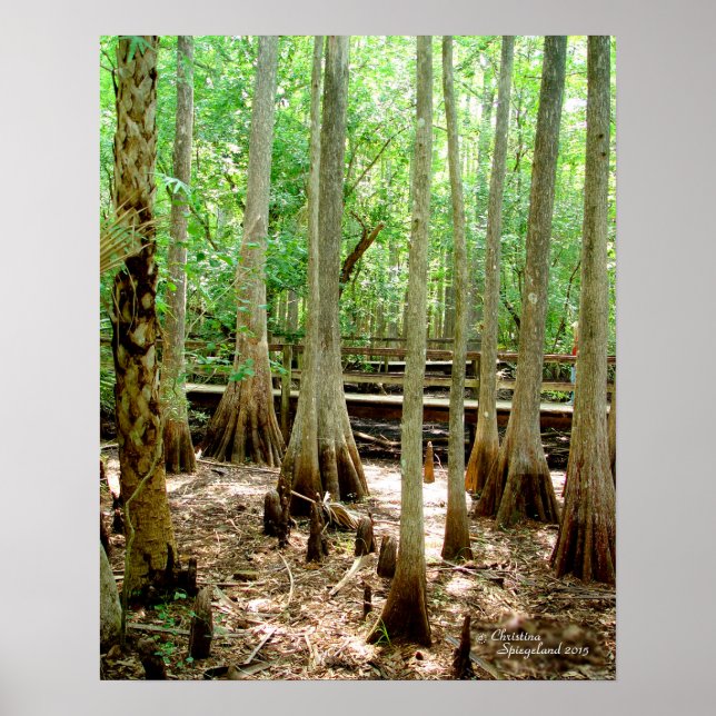 Swamp Cypress Trees Forest Poster (Front)