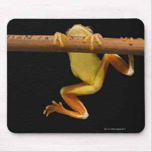Swamp frog (Limnonectes Leytensis) Mouse Mat