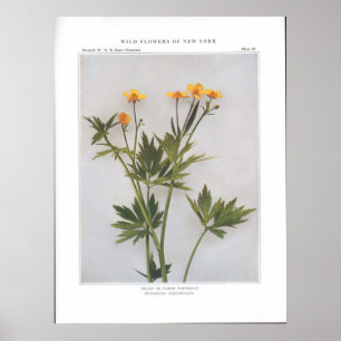 Swamp or Marsh Buttercup Poster