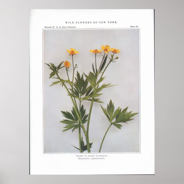 Swamp or Marsh Buttercup Poster (Front)
