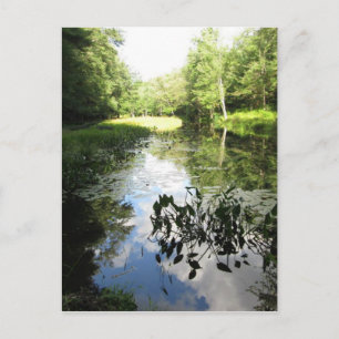 Swamp Reflections Postcard