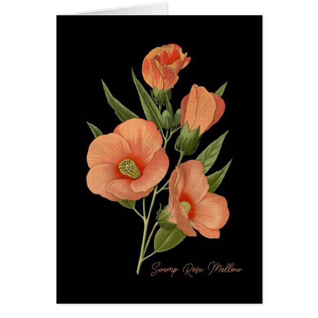 Swamp Rose Mallow Blank  (Front)