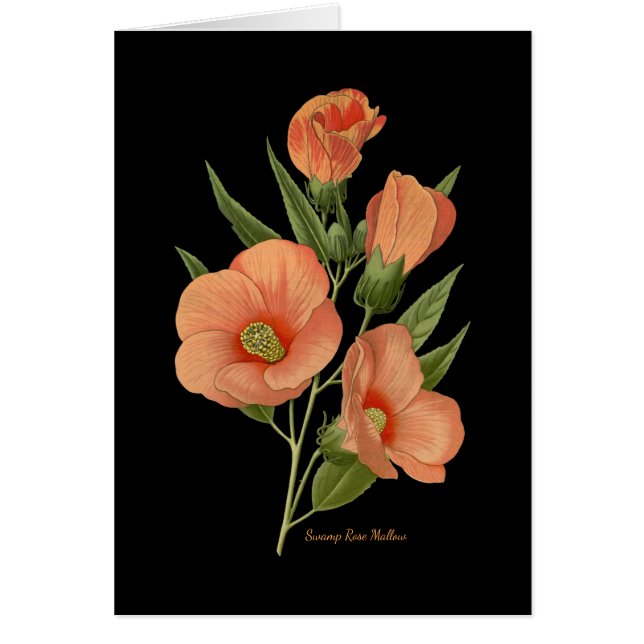 Swamp Rose Mallow Blank Note Card (Front)