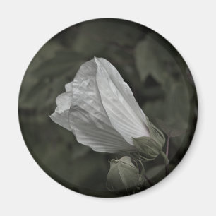 Swamp Rose Mallow Refrigerator Magnet