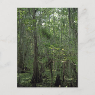 Swamp Serenity Custom Louisiana Photo Postcard