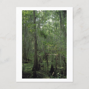 Swamp Serenity Custom Louisiana Photo Postcard