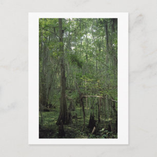 Swamp Serenity Custom Louisiana Photo Postcard