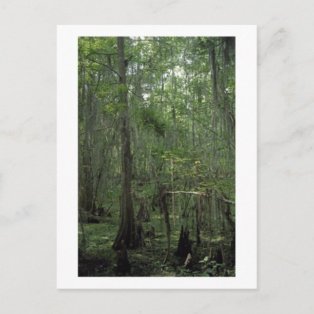 Swamp Serenity Custom Louisiana Photo Postcard (Front)