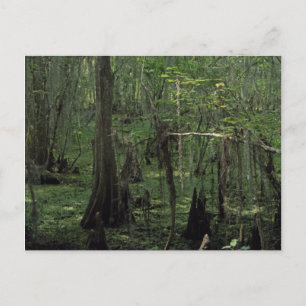 Swamp Serenity Custom Louisiana Photo Postcards