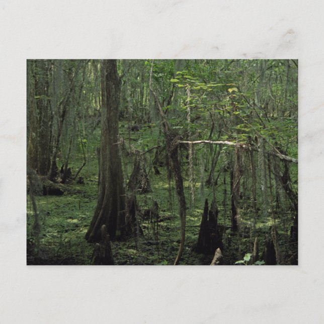 Swamp Serenity Custom Louisiana Photo Postcards (Front)