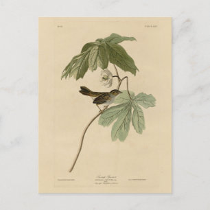 Swamp Sparrow from Audubon's Birds of America Postcard