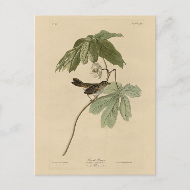 Swamp Sparrow from Audubon's Birds of America Postcard (Front)