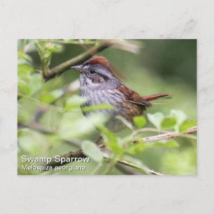Swamp Sparrow Postcard