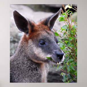Swamp Wallaby Poster