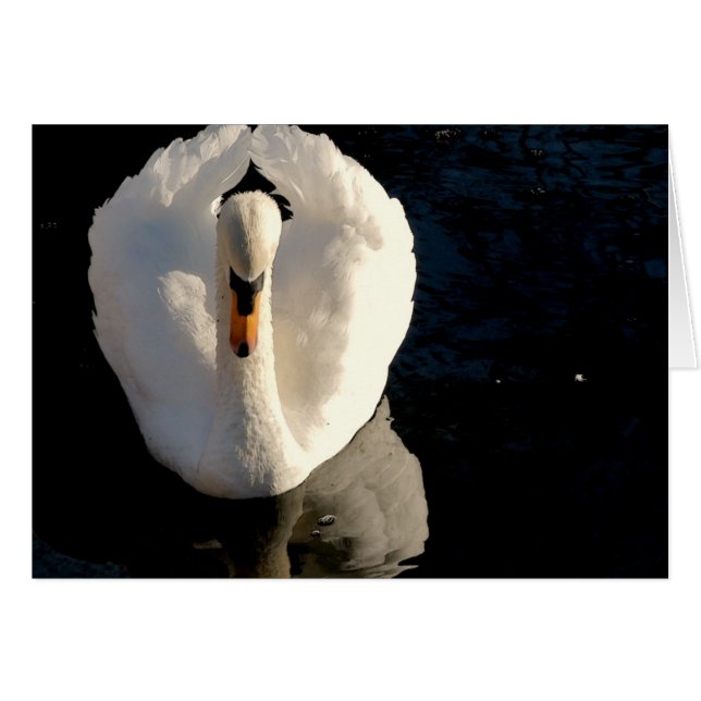Swan (Front Horizontal)