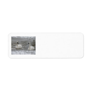 Swan Address Labels