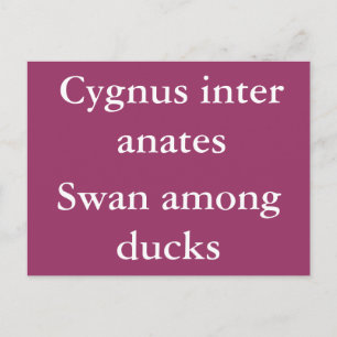 Swan among ducks - Latin quote Postcard