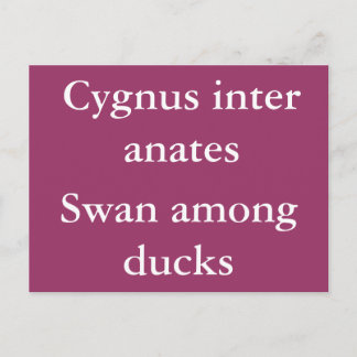 Swan among ducks - Latin quote Postcard