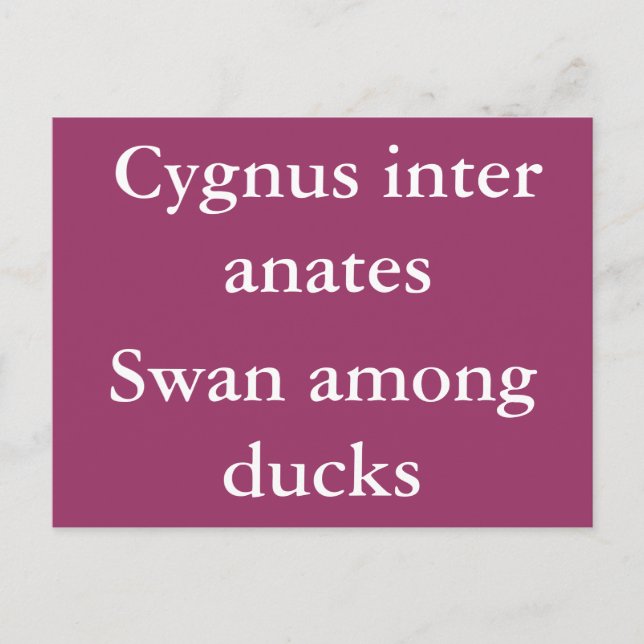Swan among ducks - Latin quote Postcard (Front)