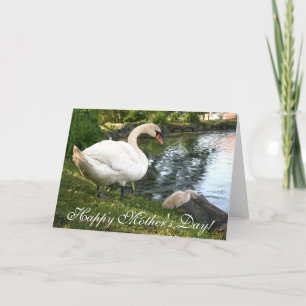 Swan and baby cygnet Mother's Day Greeting Card