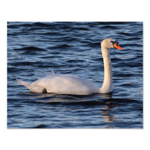 Swan and Blue Water   Photo Print