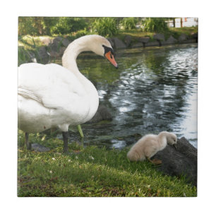 Swan and cygnet Ceramic Tile