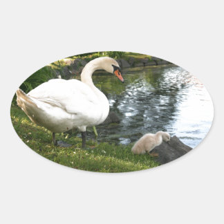 Swan and cygnet oval sticker